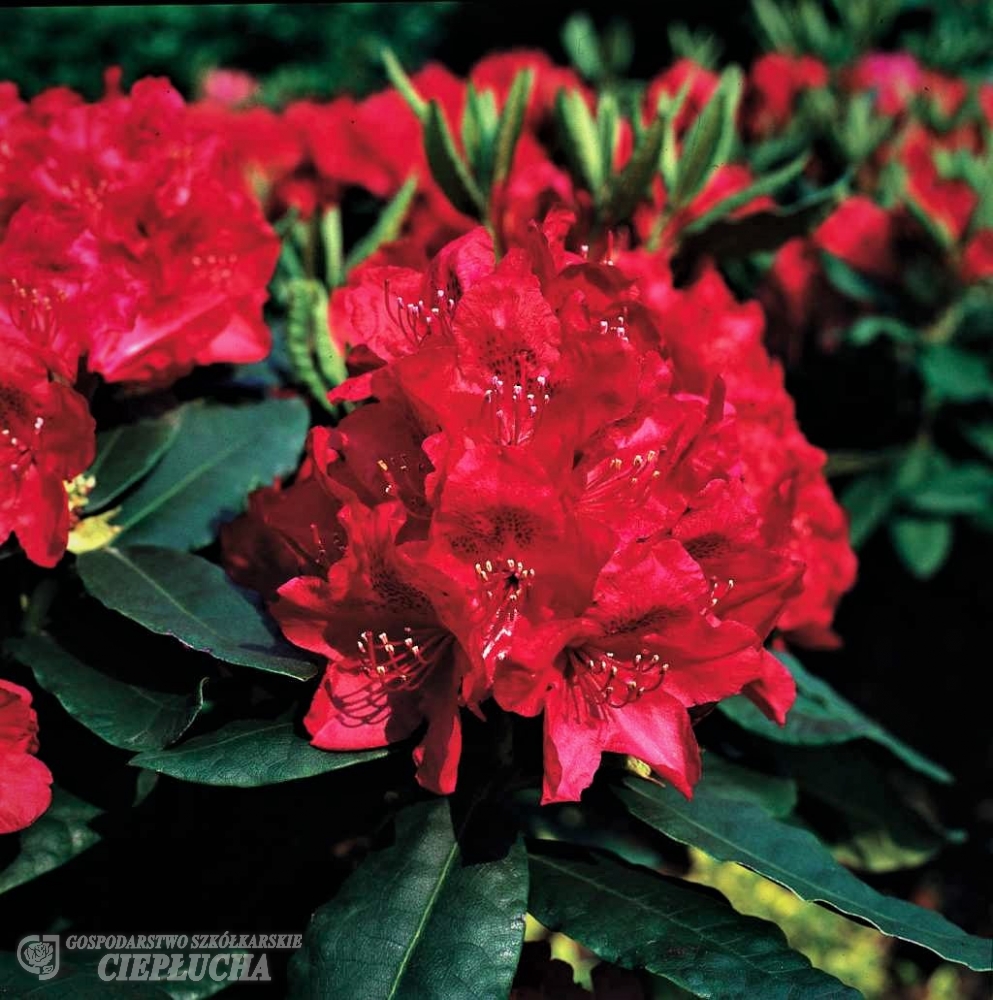 Рододендрон гибридный Хахман Феоршейн